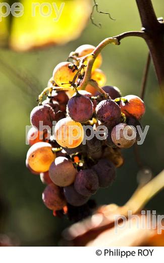 POURRITURE NOBLE, GRAPPE DE RAISIN  BLANC, VIN AOC  SAUTERNES , GIRONDE. (33V48326.jpg)
