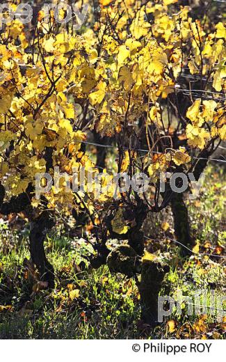 COULEURS D' AUTOMNE  LE VIGNOBLE  AOC  SAUTERNES , GIRONDE (33V48328.jpg)