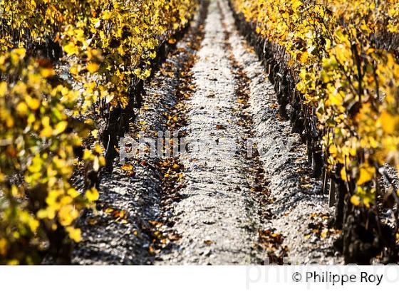 COULEURS D' AUTOMNE  LE VIGNOBLE  AOC  SAUTERNES , GIRONDE (33V48329.jpg)