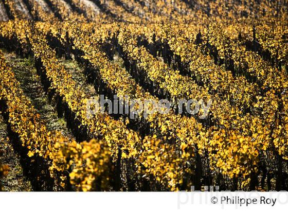 LE VIGNOBLE  AOC  SAUTERNES  A L' AUTOMNE , GIRONDE (33V48332.jpg)