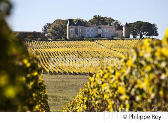 VIGNE ET  CHATEAU D' YQUEM, 1ER GRAND CRU SUPERIEUR ,  ET LE VIGNOBLE  AOC  SAUTERNES , GIRONDE (33V48333.jpg)