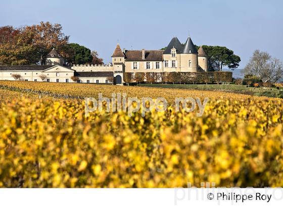 VIGNE ET  CHATEAU D' YQUEM, 1ER GRAND CRU SUPERIEUR ,  ET LE VIGNOBLE  AOC  SAUTERNES , GIRONDE (33V48335.jpg)