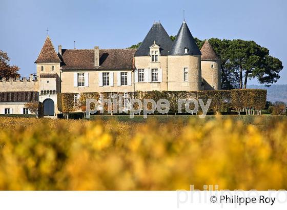 VIGNE ET  CHATEAU D' YQUEM, 1ER GRAND CRU SUPERIEUR ,  ET LE VIGNOBLE  AOC  SAUTERNES , GIRONDE (33V48337.jpg)