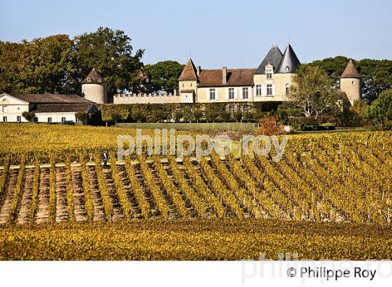 VIGNE ET  CHATEAU D' YQUEM, 1ER GRAND CRU SUPERIEUR ,  ET LE VIGNOBLE  AOC  SAUTERNES , GIRONDE (33V48338.jpg)