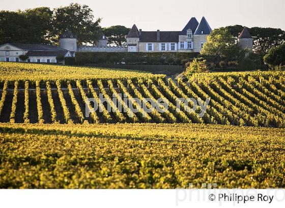 VIGNE ET  CHATEAU D' YQUEM, 1ER GRAND CRU SUPERIEUR ,  ET LE VIGNOBLE  AOC  SAUTERNES , GIRONDE (33V48339.jpg)