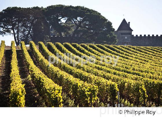 VIGNE ET  CHATEAU D' YQUEM, 1ER GRAND CRU SUPERIEUR ,  ET LE VIGNOBLE  AOC  SAUTERNES , GIRONDE (33V48340.jpg)