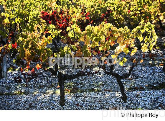 RANG DE VIGNE ET SOL DE GRAVE, LEOGNAN,   AOC  GRAVES DE PESSAC LEOGNAN , GIRONDE. (33V48407.jpg)