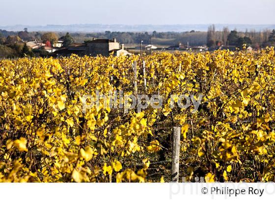 VIGNE A L' AUTOMNE, VIGNOBLE  AOC  VINS DE GRAVES , GIRONDE. (33V48408.jpg)