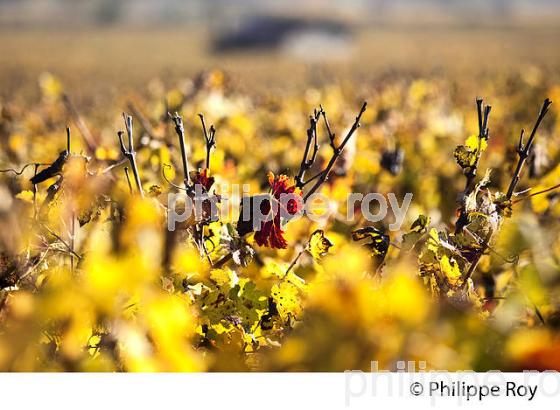 VIGNE A L' AUTOMNE, VIGNOBLE  AOC  VINS DE GRAVES , GIRONDE. (33V48409.jpg)