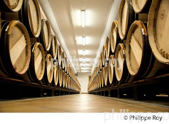CHAI A BARRIQUE, CHATEAU HAUT-BRION, 1ER GRAND CRU CLASSE,  AOC  GRAVES DE PESSAC LEOGNAN , GIRONDE. (33V48420.jpg)