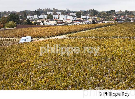 URBANISATION ET VIGNES DU CHATEAU HAUT-BRION, 1ER GRAND CRU CLASSE,  AOC  GRAVES DE PESSAC LEOGNAN , GIRONDE. (33V48426.jpg)