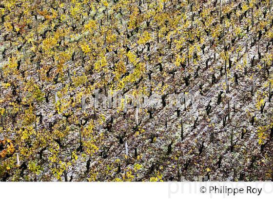 VIGNES DU CHATEAU HAUT-BRION, 1ER GRAND CRU CLASSE,  AOC  GRAVES DE PESSAC LEOGNAN , GIRONDE. (33V48427.jpg)