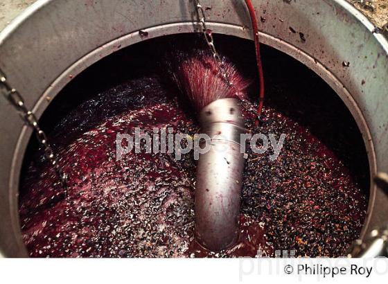 VINIFICATION VIN ROUGE,  CHATEAU DE PORTETS, AOC VINS DE GRAVES , PORTETS, GIRONDE. (33V48634.jpg)