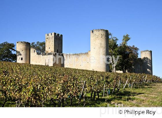 VESTIGES  DU CHATEAU  MEDIEVAL DE BUDOS, VIGNOBLE  AOC  VINS DE GRAVES , GIRONDE. (33V48636.jpg)
