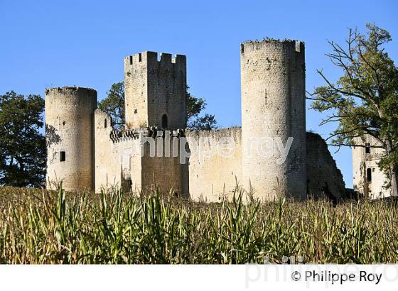 VESTIGES  DU CHATEAU  MEDIEVAL DE BUDOS, VIGNOBLE  AOC  VINS DE GRAVES , GIRONDE. (33V48637.jpg)