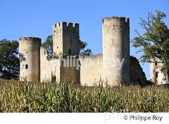 VESTIGES  DU CHATEAU  MEDIEVAL DE BUDOS, VIGNOBLE  AOC  VINS DE GRAVES , GIRONDE. (33V48637.jpg)