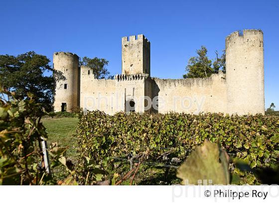 VESTIGES  DU CHATEAU  MEDIEVAL DE BUDOS, VIGNOBLE  AOC  VINS DE GRAVES , GIRONDE. (33V48701.jpg)