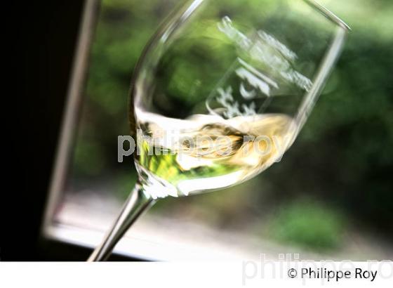 DEGUSTATION, VERRE  DE VIN BLANC, CHATEAU SMITH-HAUT-LAFITTE,  GRAND CRU CLASSE,  AOC  GRAVES DE PESSAC LEOGNAN , GIRONDE. (33V48726.jpg)