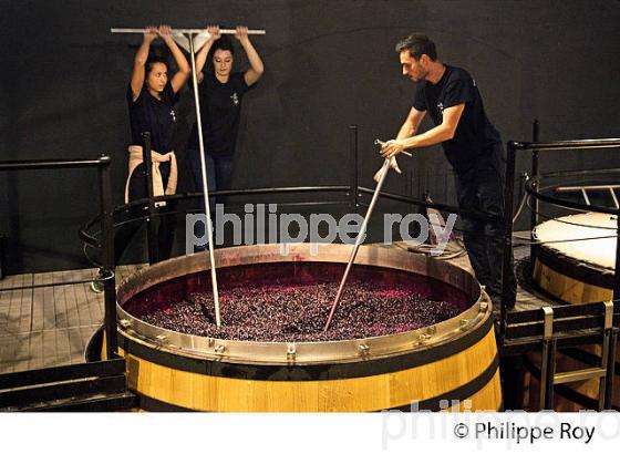 PIGEAGE CUVE DE VINIFICATION, PIGEAGE MANUEL DANS UNE CUVE EN BOIS OUVERTE CHATEAU SMITH-HAUT-LAFITTE,  GRAND CRU CLASSE,  AOC  GRAVES DE PESSAC LEOGNAN , GIRONDE. (33V48736.jpg)