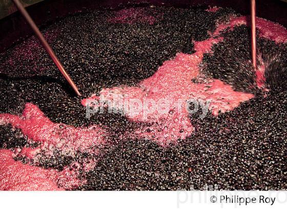 PIGEAGE CUVE DE VINIFICATION, PIGEAGE MANUEL DANS UNE CUVE EN BOIS OUVERTE CHATEAU SMITH-HAUT-LAFITTE,  GRAND CRU CLASSE,  AOC  GRAVES DE PESSAC LEOGNAN , GIRONDE. (33V48801.jpg)