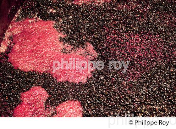 MOUT EN FERMENTATION,  CUVE DE VINIFICATION, PIGEAGE MANUEL DANS UNE CUVE EN BOIS OUVERTE CHATEAU SMITH-HAUT-LAFITTE,  GRAND CRU CLASSE,  AOC  GRAVES DE PESSAC LEOGNAN , GIRONDE. (33V48803.jpg)