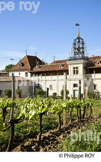 CHATEAU ANGELUS, 1ER GRAND CRU CLASSE A , AOC SAINT EMILION, VIGNOBLE DE BORDEAUX. (33V48836.jpg)