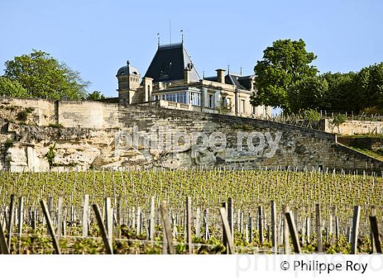 CHATEAU AUSONE, 1ER GRAND CRU CLASSE A , AOC SAINT EMILION, VIGNOBLE DE BORDEAUX. (33V48914.jpg)