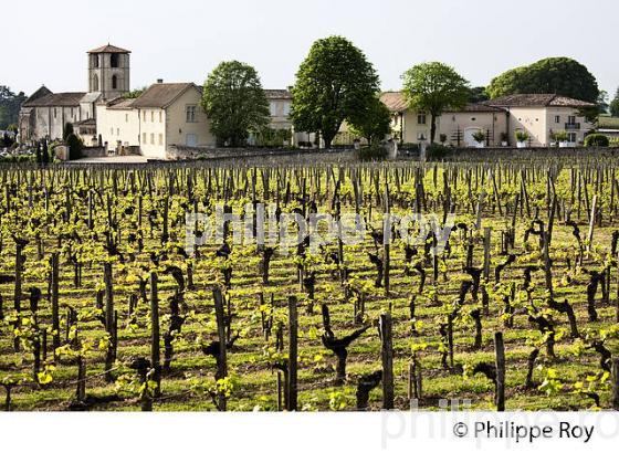 CHATEAU CANON, 1ER GRAND CRU CLASSE  , AOC SAINT EMILION, VIGNOBLE DE BORDEAUX. (33V48924.jpg)