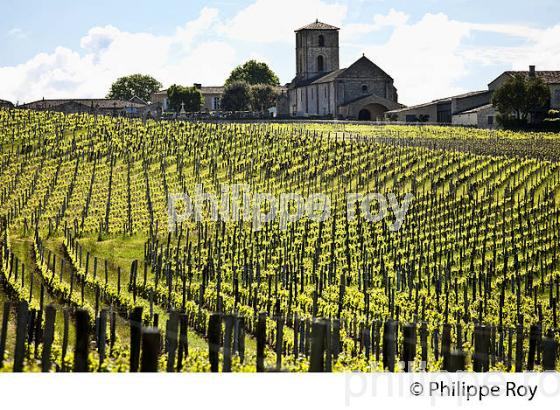 EGLISE SAINT MARTIN  DE MAZERAT ET VIGNES , AOC SAINT EMILION, VIGNOBLE DE BORDEAUX. (33V48925.jpg)