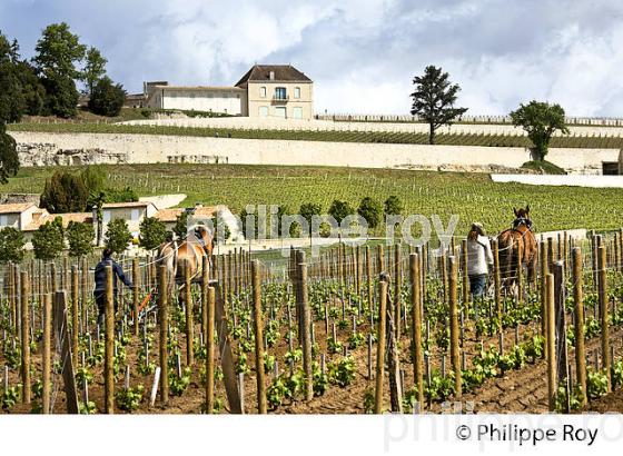 LABOUR AU CHEVAL, VIGNE DU CHATEAU PAVIE ET LE  CHATEAU PAVIE DECESSE, AOC  SAINT EMILION, VIGNOBLE DE BORDEAUX. (33V49008.jpg)