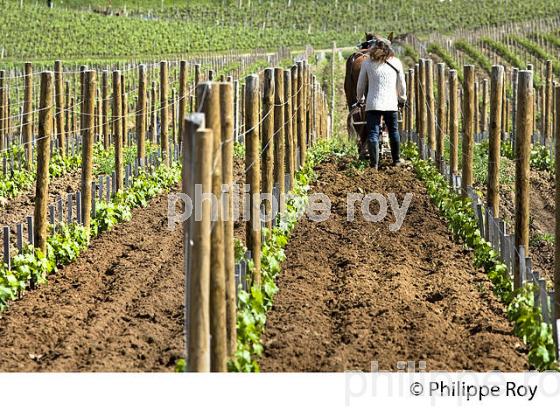 LABOUR AU CHEVAL, VIGNE DU CHATEAU PAVIE ET LE  CHATEAU PAVIE DECESSE, AOC  SAINT EMILION, VIGNOBLE DE  BORDEAUX. (33V49011.jpg)