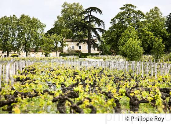 CHATEAU JEAN FAURE,  GRAND CRU CLASSE, AOC SAINT EMILION, VIGNOBLE DE BORDEAUX. (33V49014.jpg)