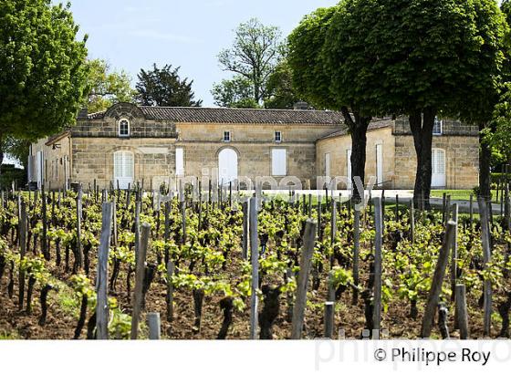 CHATEAU  TROTTEVIEILLE, 1ER GRAND CRU CLASSE, AOC SAINT EMILION, VIGNOBLE DE BORDEAUX. (33V49025.jpg)