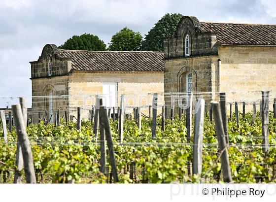 CHATEAU  TROTTEVIEILLE, 1ER GRAND CRU CLASSE, AOC SAINT EMILION, VIGNOBLE DE BORDEAUX. (33V49026.jpg)