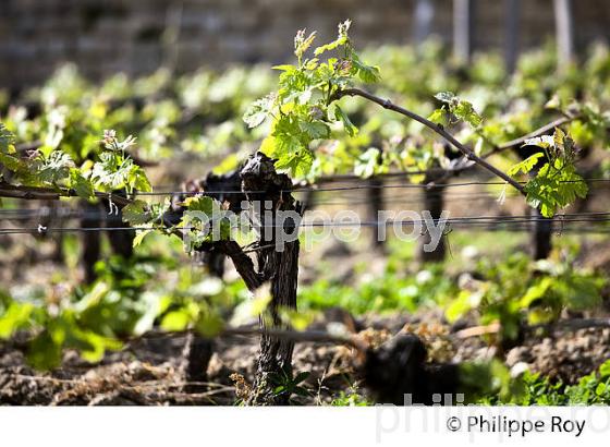 TAILLE VIGNE  GUYOT DOUBLE, AU PRINTEMPS, LES ARTIGUES DE LUSSAC,  AOC LUSSAC SAINT EMILION. (33V49221.jpg)