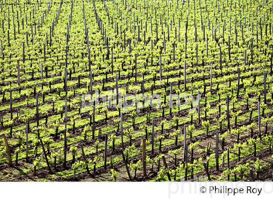 VIGNE ENHERBEE ET SOL TRAVAILLE , AOC SAINT EMILION, VIGNOBLE DE BORDEAUX (33V49233.jpg)