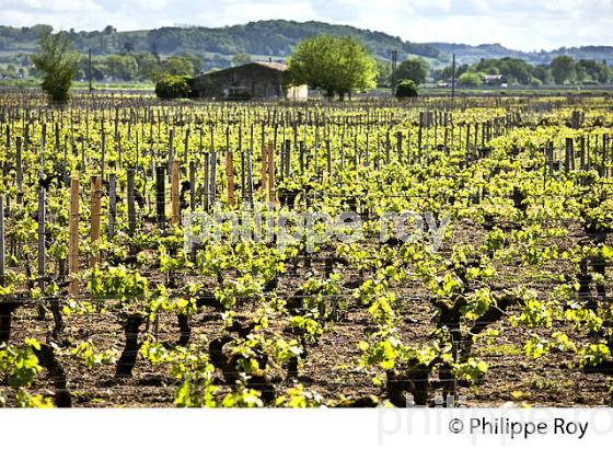 TRAVAIL DU SOL ET VIGNE AU PRINTEMPS, SAINT HIPPOLYTE, AOC SAINT EMILION, VIGNOBLE DE BORDEAUX. (33V49301.jpg)