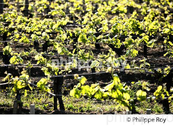 VIGNE AU PRINTEMPS, SAINT HIPPOLYTE, AOC SAINT EMILION, VIGNOBLE DE BORDEAUX (33V49302.jpg)