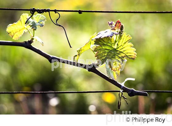 VIGNE AU PRINTEMPS, SAINT HIPPOLYTE, AOC SAINT EMILION, VIGNOBLE DE BORDEAUX (33V49305.jpg)