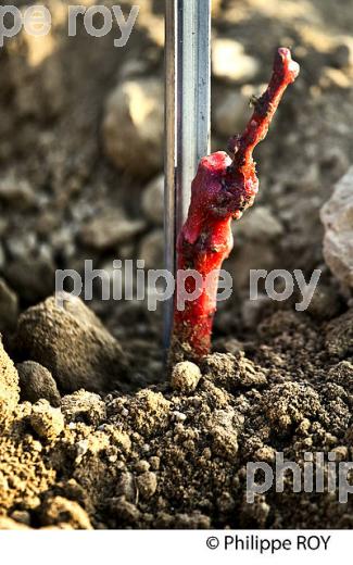 PORTE-GREFFE, PLANTATION VIGNE, VIGNOBLE DE BORDEAUX, GIRONDE. (33V49322.jpg)