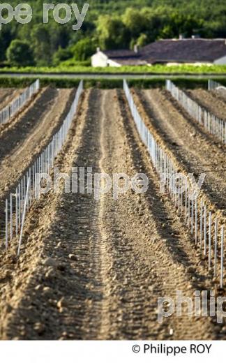 JEUNE  PLANTATION DE VIGNE, VIGNOBLE DE BORDEAUX, GIRONDE. (33V49326.jpg)