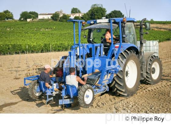 CHANTIER DE   PLANTATION DE VIGNE, VIGNOBLE DE BORDEAUX, GIRONDE. (33V49332.jpg)