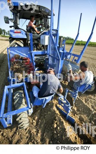 CHANTIER DE   PLANTATION DE VIGNE, VIGNOBLE DE BORDEAUX, GIRONDE. (33V49414.jpg)