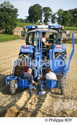 CHANTIER DE   PLANTATION DE VIGNE, VIGNOBLE DE BORDEAUX, GIRONDE. (33V49416.jpg)