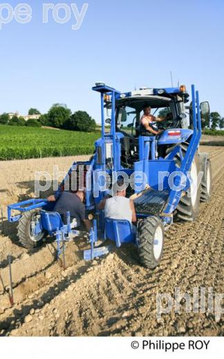 CHANTIER DE   PLANTATION DE VIGNE, VIGNOBLE DE BORDEAUX, GIRONDE. (33V49418.jpg)