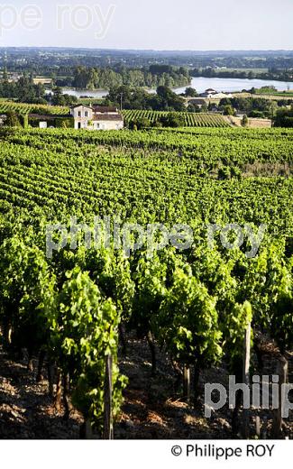 VIGNE AOC CANON FRONSAC ET LA DORDOGNE, VIGNOBLE DE BORDEAUX, FRONSAC, GIRONDE. (33V49422.jpg)