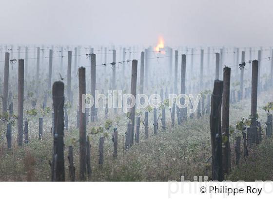 LUTTE CONTRE LE GEL DE PRINTEMPS DANS LA VIGNE, VIGNOBLE DE BORDEAUX, GIRONDE. (33V49718.jpg)