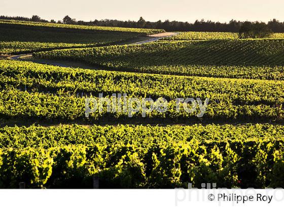 SOLEIL COUCHANT SUR LE VIGNOBLE DE BORDEAUX, AOC, BORDEAUX SUPERIEUR,  GIRONDE. (33V49838.jpg)