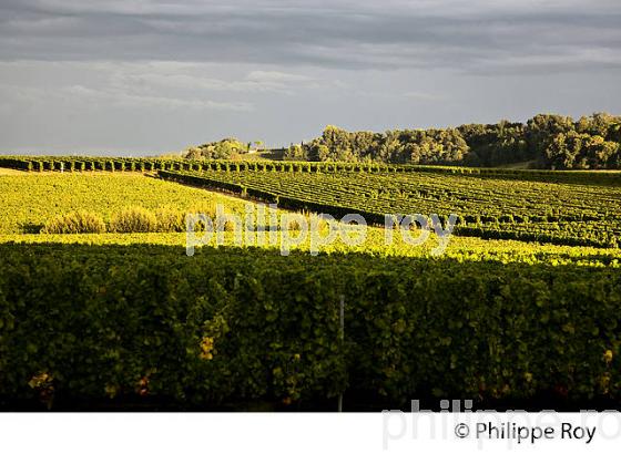 SOLEIL COUCHANT SUR LE VIGNOBLE DE BORDEAUX, AOC, BORDEAUX SUPERIEUR,  GIRONDE. (33V49839.jpg)