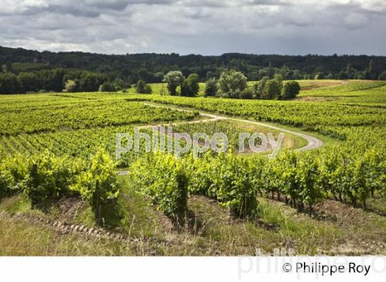 VIGNOBLE, AOC SAINT-EMILION-PUISSEGUIN, GIRONDE. (33V49902.jpg)